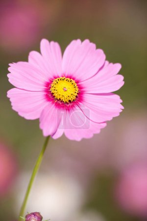 Foto de Primer plano de flor de cosmos rosa - Imagen libre de derechos