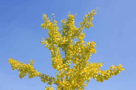 Téléchargez les photos : Feuilles jaunes en automne et ciel bleu - en image libre de droit