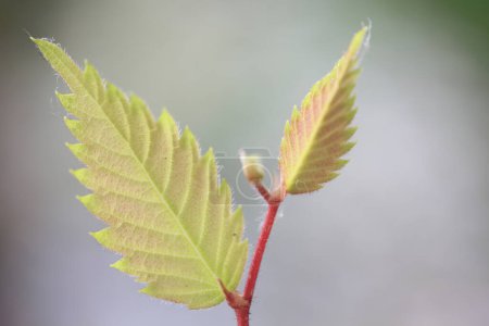 Téléchargez les photos : Gros plan des feuilles vertes d'un arbre - en image libre de droit
