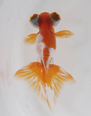 Foto de Peces de colores en el acuario, vista de cerca - Imagen libre de derechos