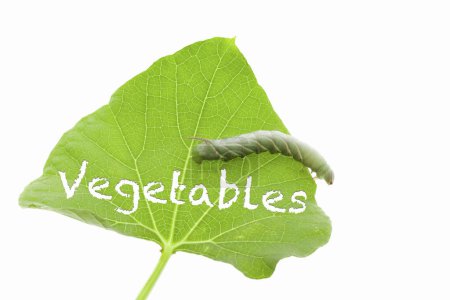 Photo for A cater bug on a leaf with vegetables word, on a white background - Royalty Free Image
