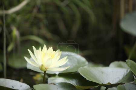 Foto de Flor de loto blanco en el estanque, de cerca - Imagen libre de derechos