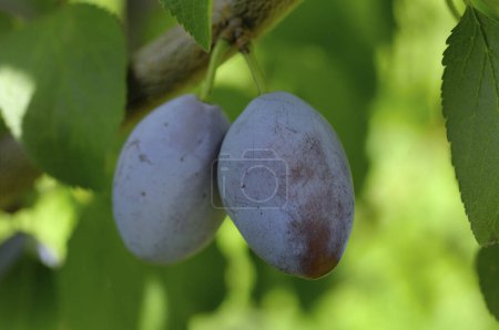 Photo for Plums fruits on  tree in the garden on nature background - Royalty Free Image