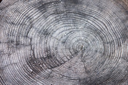 Foto de Textura de madera de fondo, corte de tronco de árbol - Imagen libre de derechos