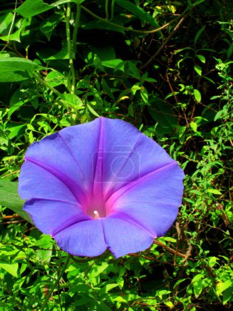 Téléchargez les photos : Belle fleur violette dans le jardin - en image libre de droit