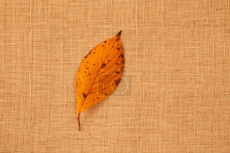 Foto de Hoja de otoño con la textura de la tela - Imagen libre de derechos
