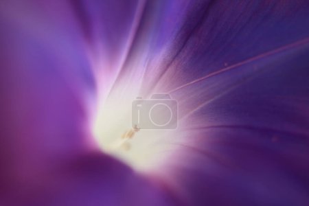 Téléchargez les photos : Une fleur bleue avec un centre blanc - en image libre de droit