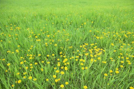 Téléchargez les photos : Prairie verte avec des fleurs jaunes au printemps - en image libre de droit