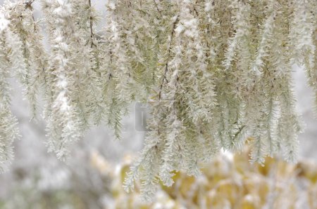 Foto de Ramas de pino cubiertas de nieve - Imagen libre de derechos