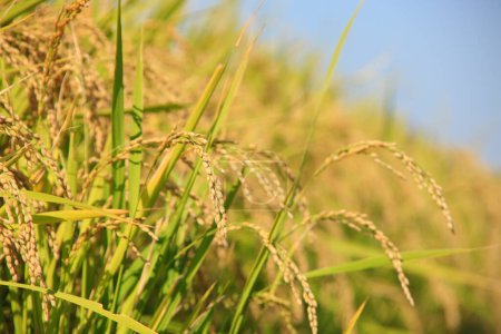 Téléchargez les photos : Magnifique rizière de jour - en image libre de droit