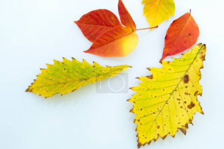 Téléchargez les photos : Fond d'automne. feuilles lumineuses colorées d'un érable sur un fond blanc. - en image libre de droit