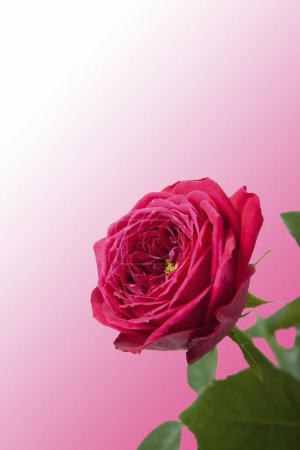 Téléchargez les photos : Gros plan vue de belle rose rouge sur fond rose - en image libre de droit