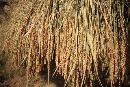Téléchargez les photos : Vue rapprochée de la rizière avec lumière du soleil - en image libre de droit