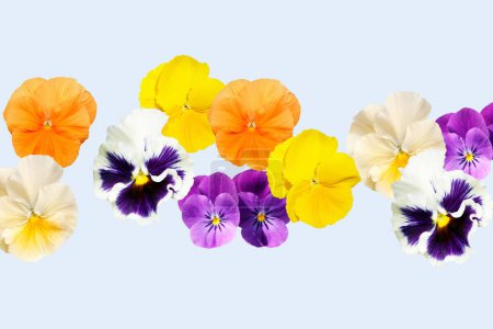 Téléchargez les photos : Fond floral avec des fleurs d'été - en image libre de droit