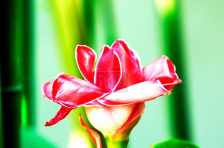 Téléchargez les photos : Belle tulipe rouge dans le jardin - en image libre de droit
