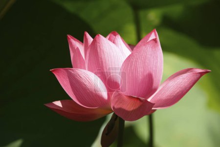 Téléchargez les photos : Fleur de lotus rose dans l'étang, gros plan - en image libre de droit