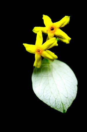 Photo for Yellow orchid on black - Royalty Free Image