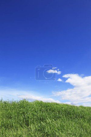 Photo for Green field under blue sky on sunny day - Royalty Free Image
