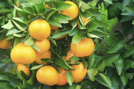 Téléchargez les photos : Un bouquet d'oranges accroché à un arbre - en image libre de droit