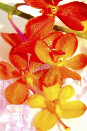 Téléchargez les photos : Fleur d'orchidée avec gouttes gros plan - en image libre de droit