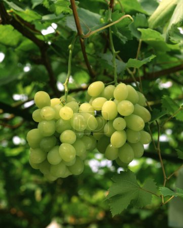 Téléchargez les photos : Raisins verts sur la vigne - en image libre de droit