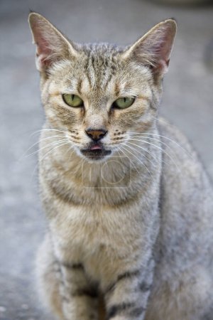 Téléchargez les photos : Portrait de chat mignon sur fond, gros plan - en image libre de droit