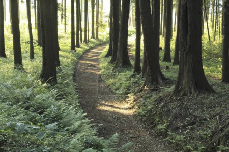 Téléchargez les photos : Belle forêt verte le matin - en image libre de droit