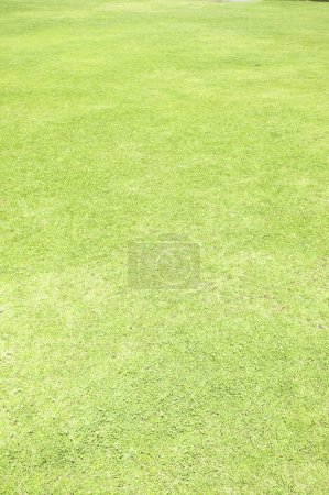 Photo for Green grass lawn background, close up - Royalty Free Image