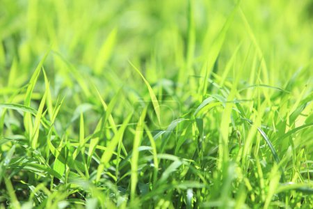 Photo for Green grass background. nature green grass field background - Royalty Free Image