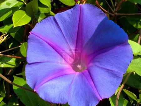 Foto de Flor azul y violeta en el jardín - Imagen libre de derechos