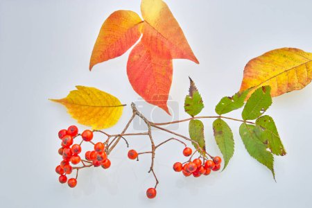 Foto de Fondo de otoño. hojas de rowan y bayas. fondo otoño. - Imagen libre de derechos
