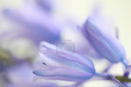 Téléchargez les photos : Gros plan d'une jacinthe bleue fleurs sur fond blanc - en image libre de droit