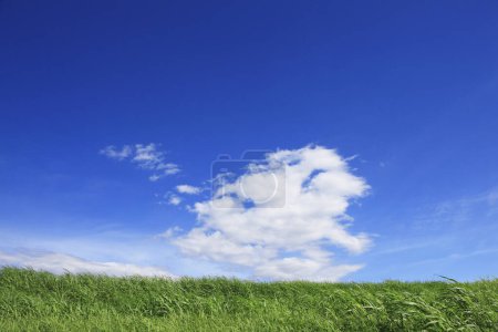 Téléchargez les photos : Champ vert sous le ciel bleu par une journée ensoleillée - en image libre de droit