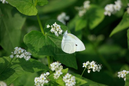 Téléchargez les photos : Beau papillon sur les fleurs sur fond de nature - en image libre de droit