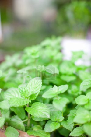 Photo for Mint leaves, fresh mint leaves on the mint plant - Royalty Free Image