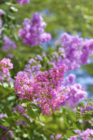 Téléchargez les photos : Un bouquet de fleurs violettes sur fond de nature - en image libre de droit