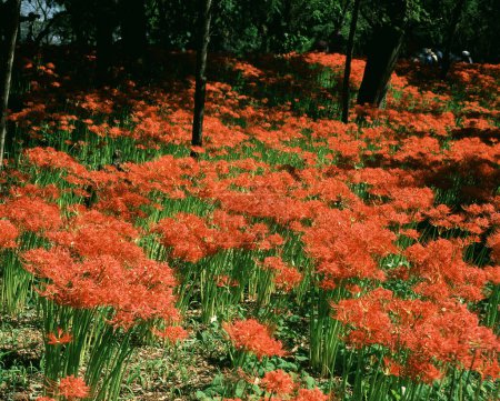 Foto de Hermosas flores rojas y anaranjadas en el jardín - Imagen libre de derechos