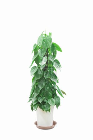 Téléchargez les photos : Plante en pot avec feuilles vertes et branches sur fond blanc - en image libre de droit