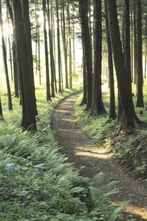Téléchargez les photos : Sentier dans la forêt au printemps - en image libre de droit