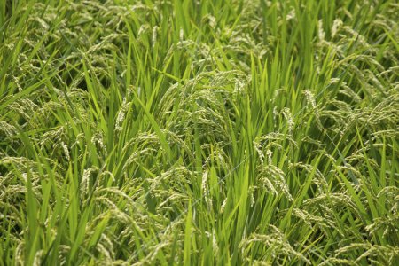Foto de Vista diurna de plantas verdes en el campo de arroz - Imagen libre de derechos