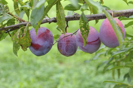 Photo for Plums on a tree in the garden on nature background - Royalty Free Image