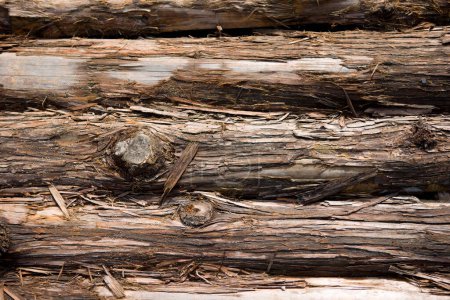 Foto de Troncos de madera textura fondo - Imagen libre de derechos