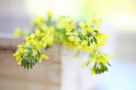 Foto de Flores de mimosa amarillas, de cerca - Imagen libre de derechos