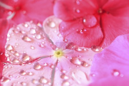 Photo for A close up of a bunch of flowers with water droplets - Royalty Free Image