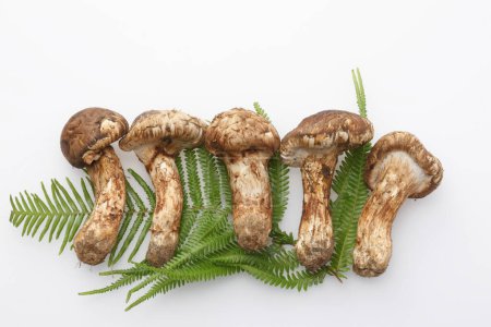 Téléchargez les photos : Vue rapprochée des champignons frais et des feuilles de fougère verte sur fond blanc - en image libre de droit