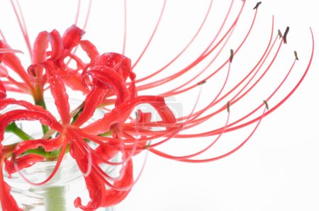Photo for Clustered amaryllis, red flower on white - Royalty Free Image