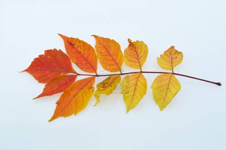 Téléchargez les photos : Feuilles d'automne sur fond blanc. - en image libre de droit
