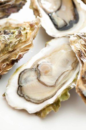 Foto de Vista de cerca de ostras gourmet frescas sobre fondo blanco - Imagen libre de derechos