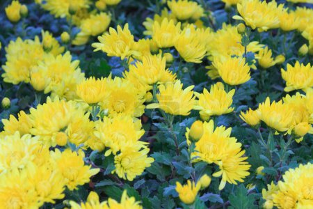 Photo for Yellow chrysanthemum flowers in the garden on background - Royalty Free Image