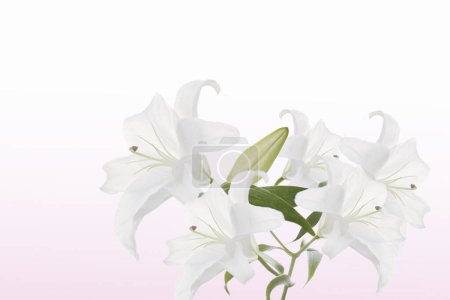 Téléchargez les photos : Fleur de lis gros plan sur un fond blanc - en image libre de droit